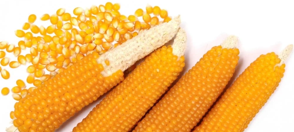 ذرت آجیلی یا ذرت بوداده (Pop corn)
