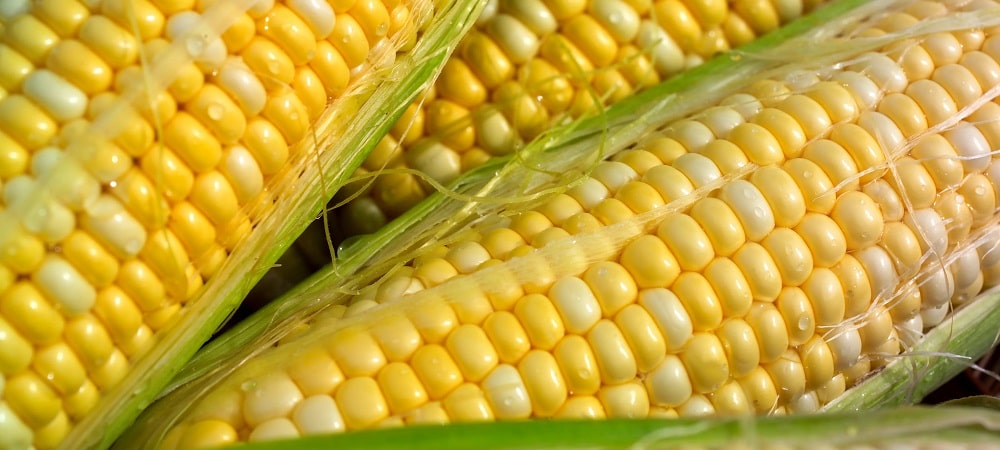 ذرت شیرین یا (Sweet corn)