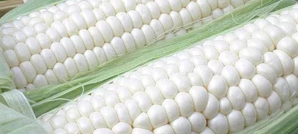 ذرت مومی (Waxy corn)